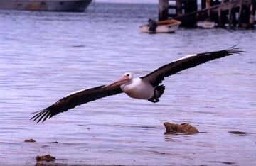 pelican soaring