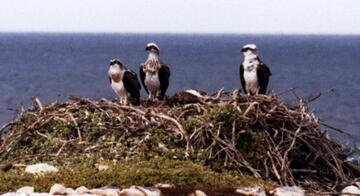 Sea Eagles