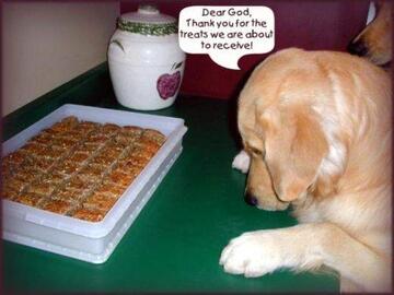 dog_prayer