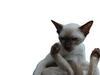 Syn Kitty
